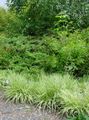 foto Paarse Heide Gras Granen beschrijving, karakteristieken en groeiend