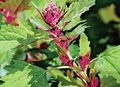green Ornamental Plants Red Orach, Mountain Spinach leafy ornamentals, Atriplex nitens Photo, cultivation and description, characteristics and growing
