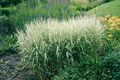 multicolor Ornamental Plants Reed Canary grass cereals, Phalaris arundinacea Photo, cultivation and description, characteristics and growing