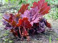burgundy,claret Rhubarb, Pieplant, Da Huang leafy ornamentals, Rheum Photo, cultivation and description, characteristics and growing