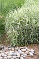 Photo Ribbon Grass, Reed Canary Grass, Gardener's Garters Cereals description, characteristics and growing