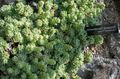 šviesiai žalia Dekoratyviniai Augalai Rosularia sukulentai Nuotrauka, auginimas ir aprašymas, charakteristikos ir augantis