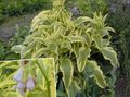 різнокольоровий Декоративні Рослини Окопник Гібридний декоративно-листяні, Symphytum x uplandicum Фото, вирощування і опис, характеристика і зростаючий