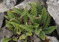 green Ornamental Plants Rustyback Fern, Rusty-back Fern, Scaly Spleenwort, Ceterach Photo, cultivation and description, characteristics and growing