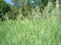 foto Geparfumeerde Heilige Gras, Sweetgrass, Seneca Grass, Vanille Gras, Buffel Gras, Zebrovka Granen beschrijving, karakteristieken en groeiend
