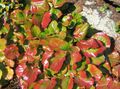 multicolor Ornamental Plants Schizocodon leafy ornamentals Photo, cultivation and description, characteristics and growing