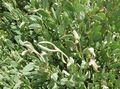 フォト 海のスベリヒユ 緑豊かな観葉植物 説明, 特性 と 成長