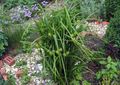 zelena Okrasne Rastline Šaš okrasna listnata, Carex fotografija, gojenje in opis, značilnosti in rast
