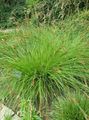 zelena Okrasne Rastline Šaš okrasna listnata, Carex fotografija, gojenje in opis, značilnosti in rast