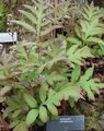 light green Ornamental Plants Sensitive Fern, Bead Fern, Onoclea Photo, cultivation and description, characteristics and growing
