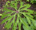 yeşil Rendelenmiş Şemsiye Bitki yapraklı süs, Syneilesis aconitifolia, Cacalia aconitifolia fotoğraf, yetiştirme ve tanım, özellikleri ve büyüyen
