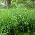 green Ornamental Plants Spangle grass, Wild oats, Northern Sea Oats cereals, Chasmanthium Photo, cultivation and description, characteristics and growing
