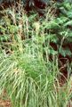 light green Ornamental Plants Spartina, Prairie Cord Grass cereals Photo, cultivation and description, characteristics and growing