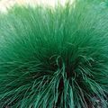 green Ornamental Plants Sporobolus, Prairie dropseed cereals Photo, cultivation and description, characteristics and growing