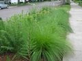 green Ornamental Plants Sporobolus, Prairie dropseed cereals Photo, cultivation and description, characteristics and growing