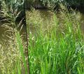 green Ornamental Plants Striped Manna Grass, Reed Manna Grass aquatic plants, Glyceria Photo, cultivation and description, characteristics and growing