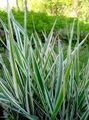 foto Gestreepte Manna Gras, Riet Manna Gras Waterplanten beschrijving, karakteristieken en groeiend