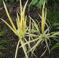 照 条纹甘露草，芦苇草甘露 水生植物 描述, 特点 和 成长