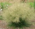 Тъфтинг Hairgrass (Златен Hairgrass)