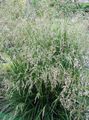 fénykép Tűzött Hairgrass, Arany Hairgrass, Haj Fű, Puff Fű, Fűcsomó Fű Gabonafélék leírás, jellemzők és növekvő