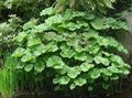 green Umbrella Plant, Indian Rhubarb leafy ornamentals, Peltiphyllum, Darmera Photo, cultivation and description, characteristics and growing