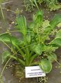 green Water plantain, Alisma Photo, cultivation and description, characteristics and growing