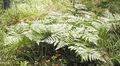 green Ornamental Plants Western Bracken Fern, Brake, Bracken, Northern Bracken Fern, Brackenfern, Pteridium aquilinum Photo, cultivation and description, characteristics and growing