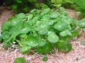 green Ornamental Plants Whorled, Water Pennywort, Dollarweed, Manyflower Marsh Pennywort aquatic plants, Hydrocotyle umbellata Photo, cultivation and description, characteristics and growing