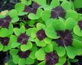 multicolor Ornamental Plants Wood Sorrel, Whitsun Flower, Green Snob, Sleeping Beauty leafy ornamentals, Oxalis Photo, cultivation and description, characteristics and growing