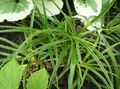зелен Декоративни растения Woodrush декоративни листни, Luzula снимка, отглеждане и описание, характеристики и култивиране
