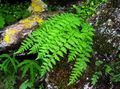 verde Plantas Ornamentais Woodsia samambaias foto, cultivo e descrição, características e crescente