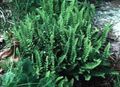 verde Plante Ornamentale Woodsia ferigi fotografie, cultivare și descriere, caracteristici și în creștere