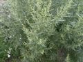 d'oro Le piante ornamentali Assenzio, Artemisia graminacee foto, la lavorazione e descrizione, caratteristiche e la coltivazione