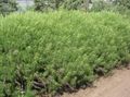 verde Le piante ornamentali Assenzio, Artemisia graminacee foto, la lavorazione e descrizione, caratteristiche e la coltivazione
