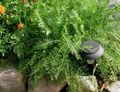 green Ornamental Plants Yarrow, Milfoil, Staunchweed, Sanguinary, Thousandleaf, Soldier's Woundwort leafy ornamentals, Achillea Photo, cultivation and description, characteristics and growing