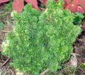 zöld Dísznövény Alberta Luc, Black Hills Luc, Luc, Kanadai Fenyő, Picea glauca fénykép, termesztés és leírás, jellemzők és növekvő