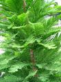 šviesiai žalia Dekoratyviniai Augalai Plikas Cypress, Taxodium distichum Nuotrauka, auginimas ir aprašymas, charakteristikos ir augantis