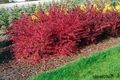 червоний Декоративні Рослини Барбарис, Berberis thunbergii Фото, вирощування і опис, характеристика і зростаючий