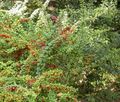 zöld Dísznövény Borbolya, Japán Borbolya, Berberis thunbergii fénykép, termesztés és leírás, jellemzők és növekvő