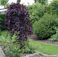 burgunder Prydplanter Bjørk, Betula Bilde, dyrking og beskrivelse, kjennetegn og voksende