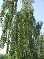 grønn Prydplanter Bjørk, Betula Bilde, dyrking og beskrivelse, kjennetegn og voksende