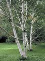 zöld Dísznövény Nyírfa, Betula fénykép, termesztés és leírás, jellemzők és növekvő