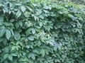green Ornamental Plants Boston ivy, Virginia Creeper, Woodbine, Parthenocissus Photo, cultivation and description, characteristics and growing