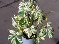 multicolor Ornamental Plants Boston ivy, Virginia Creeper, Woodbine, Parthenocissus Photo, cultivation and description, characteristics and growing