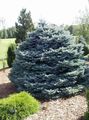 银 观赏植物 科罗拉多蓝云杉, Picea pungens 照, 养殖 和 描述, 特点 和 成长