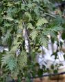 sølvfarvede Prydplanter Fælles El, Alnus Foto, dyrkning og beskrivelse, egenskaber og voksende