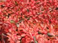 rouge des plantes décoratives Cotoneaster Horizontalis Photo, la culture du sol et la description, les caractéristiques et un cultivation