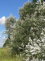 zlatan Ukrasne Biljke Cottonwood, Topola, Populus Foto, uzgajanje i opis, karakteristike i uzgoj