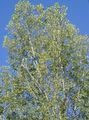 svijetlo-zelena Ukrasne Biljke Cottonwood, Topola, Populus Foto, uzgajanje i opis, karakteristike i uzgoj
