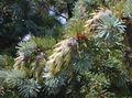 сріблястий Декоративні Рослини Псевдотсуга, Pseudotsuga Фото, вирощування і опис, характеристика і зростаючий
